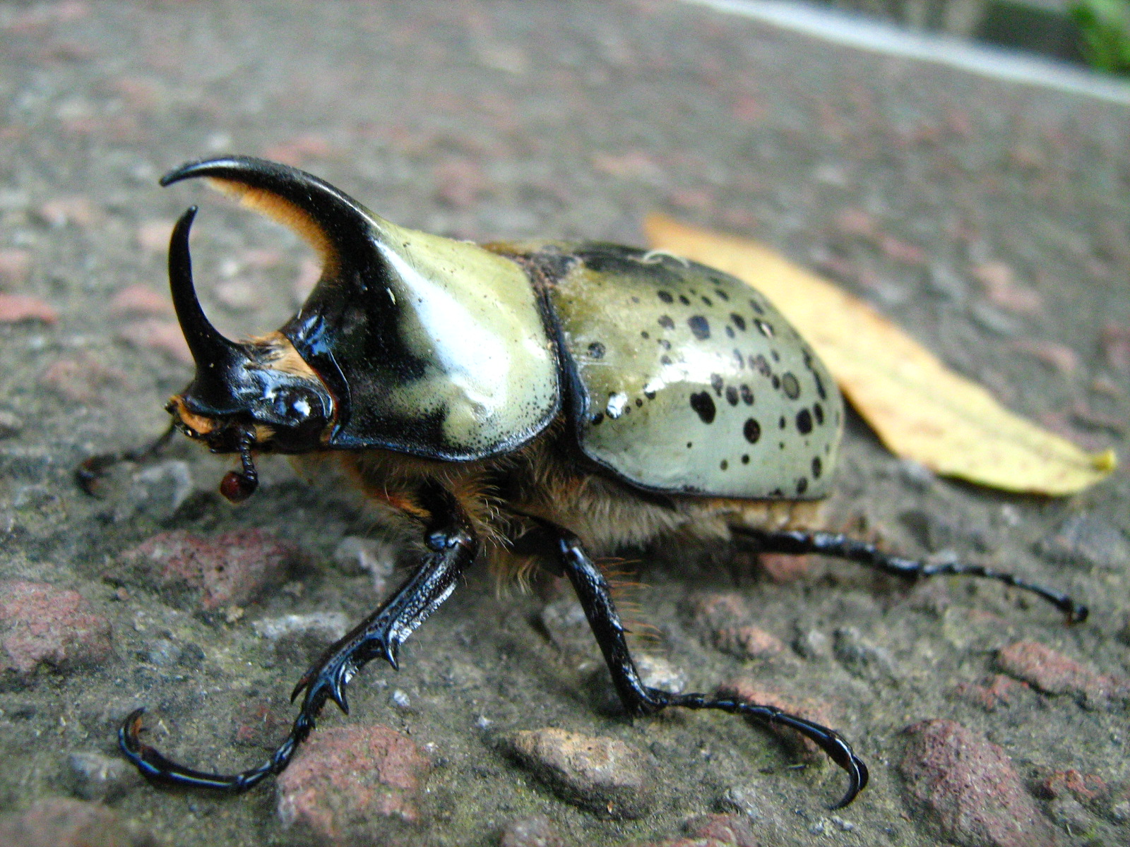 escarabajo con cuerno