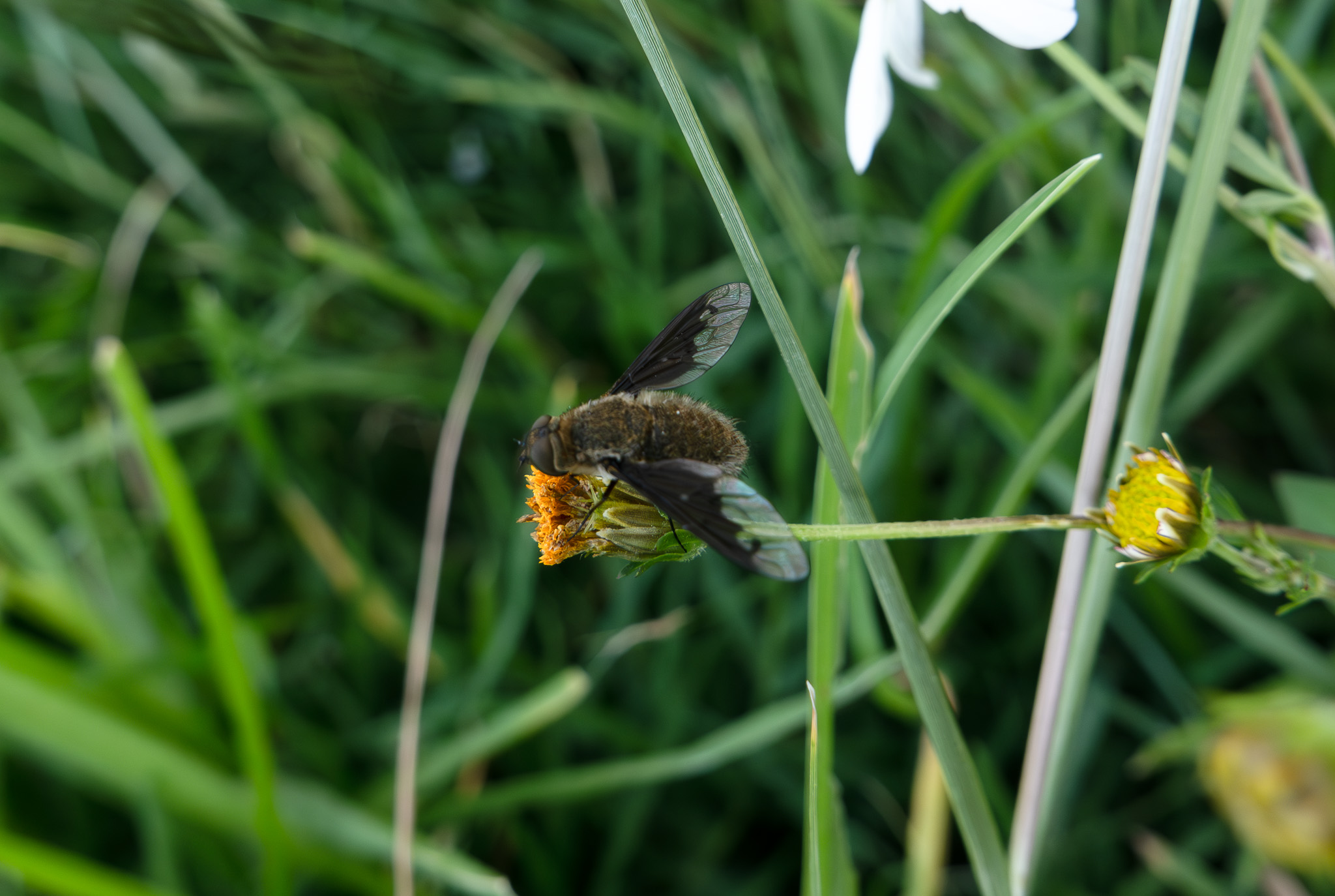 mosquita bumblebee